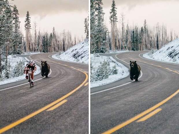 медведь бежит по дороге за велосипедистом