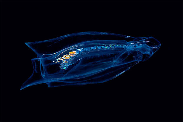 Фотография: Чудовища морских глубин на фото Александра Семенова №8 - BigPicture.ru