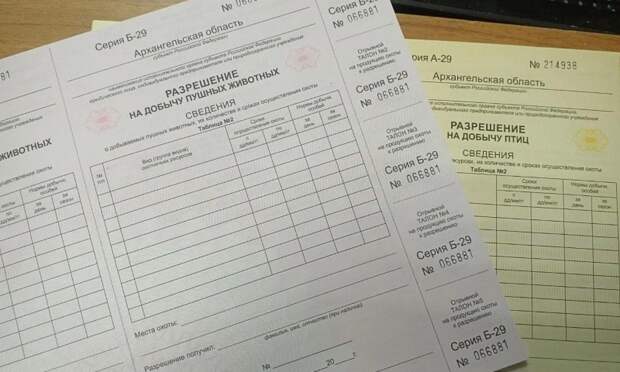 В Поморье началась выдача разрешений на весеннюю охоту: сезон на бурого медведя открыт с 1 апреля