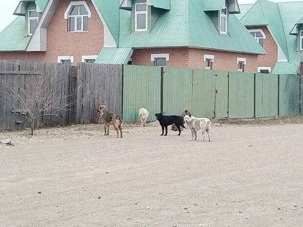 Всего девять собак отловили в Чите