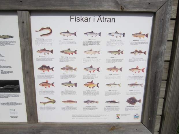 image sweden-fishing-00132-jpg