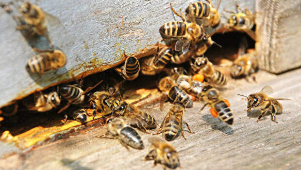 20 мая 2024 – Всемирный день пчел: История и традиции праздника