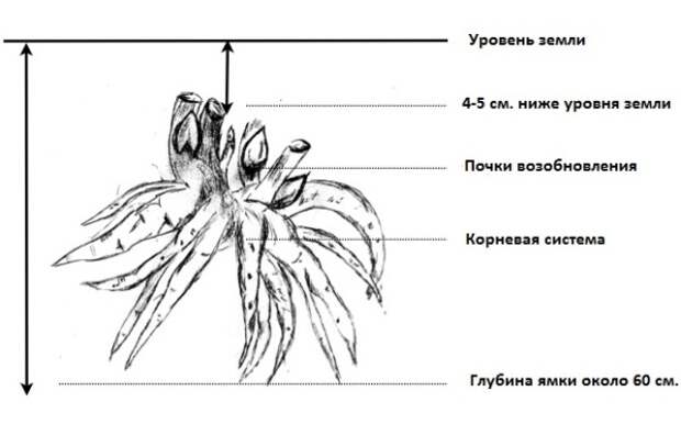 схема как сажать цветок