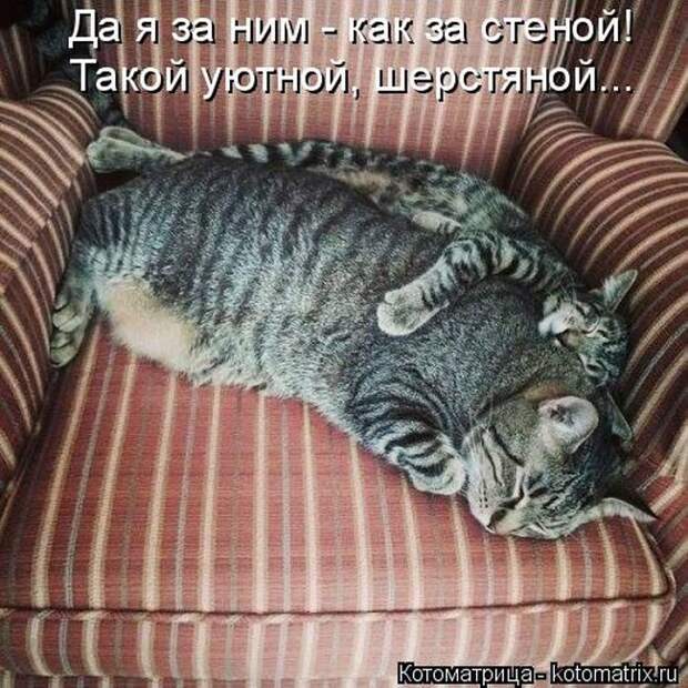 Лучшие котоматрицы недели