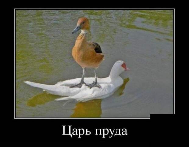 Демотиваторы (30 фото)