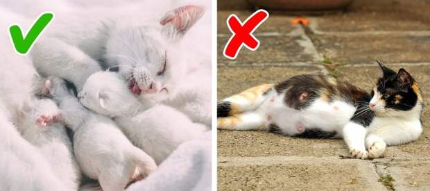 11 признаков плохого самочувствия кошки, на которые обычно не обращают внимания