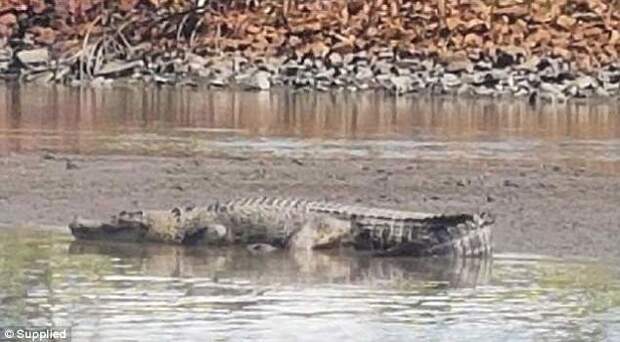 Крокодил расслабленно принимал солнечные ванны недалеко от гавани Порт Хинчайнбрук, когда его заметили и словили в объектив камеры австралия, животные, крокодил, неожиданно, опасно, рептилии, ужас, фото