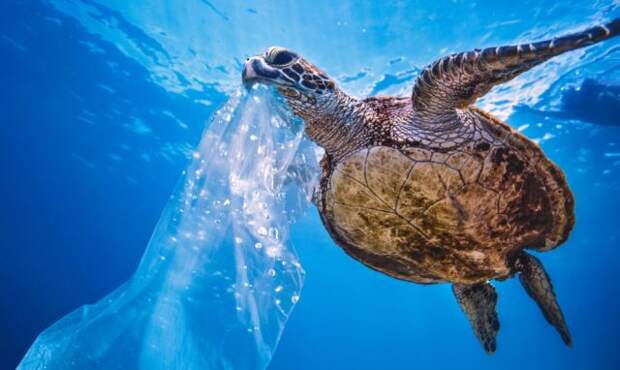 Почему морские животные принимают пластик за еду