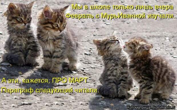 Лучшие котоматрицы недели (50 фото)