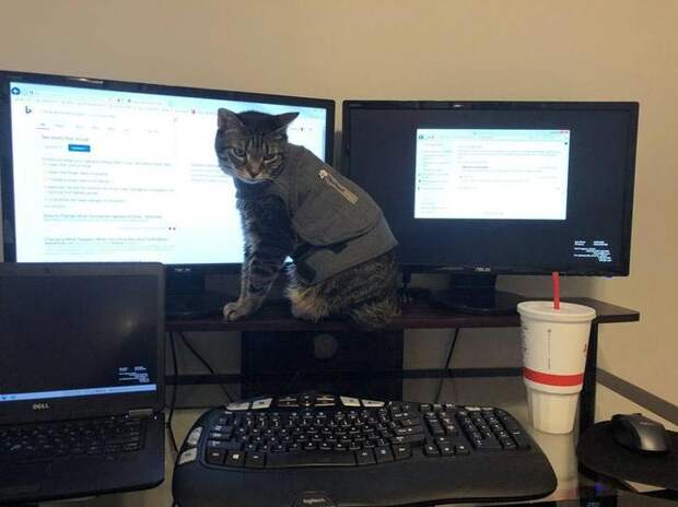 смешные животные, животные придурки, животные засранцы, смешные фото животных