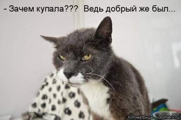 Новая котоматрица (30 фото)
