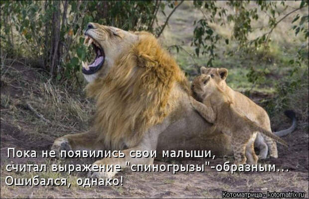 kotomatritsa_k1 (700x451, 351Kb)