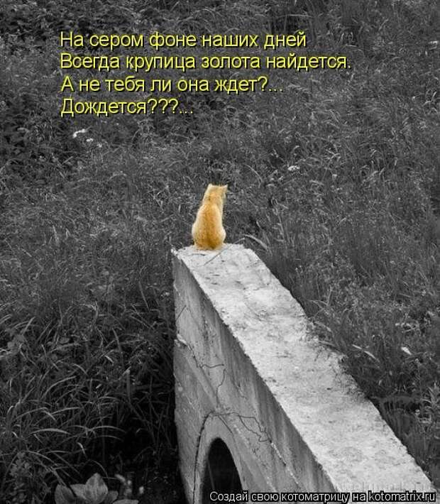 Лучшие котоматрицы недели