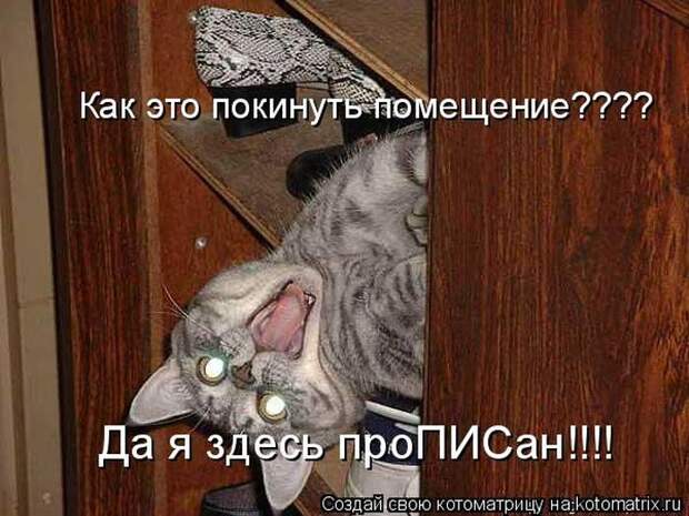 Котоматрицы :)