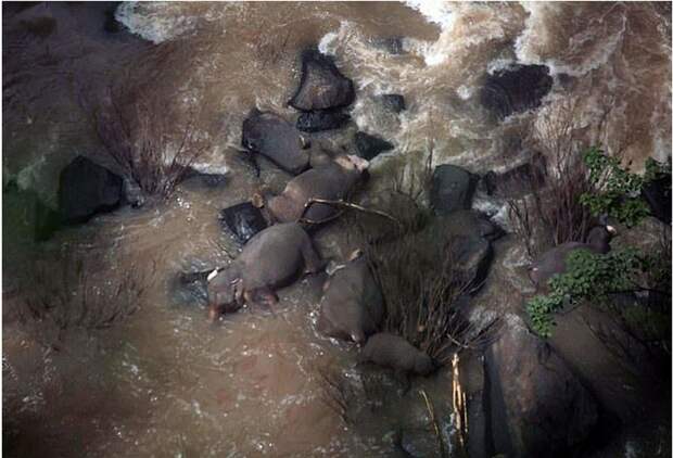 В Таиланде произошла крупнейшая массовая гибель слонов