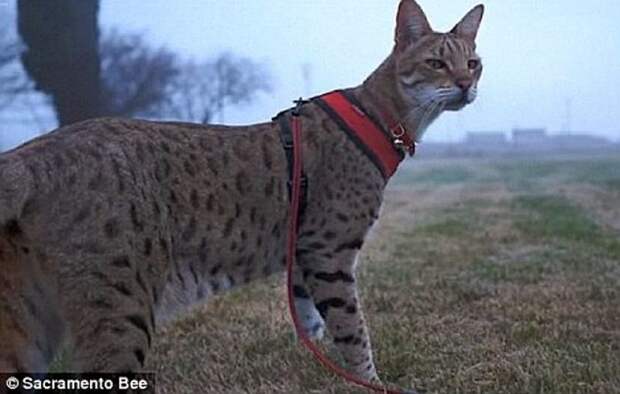 Трабл (Trouble) – самый высокий кот в мире