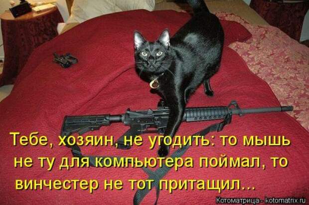 Новая котоматрица (37 шт)