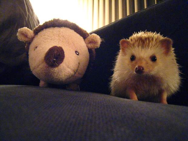 Hedgehogs10 Ёжики настоящие и нет