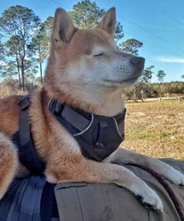 Собака на природе Собака отыхает