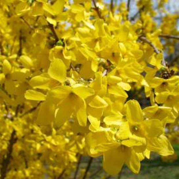 Форзиция (Forsythia)