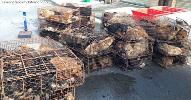 В Китае собак ловят на улицах и подают на стол - но эти, но этих 200 удалось спасти