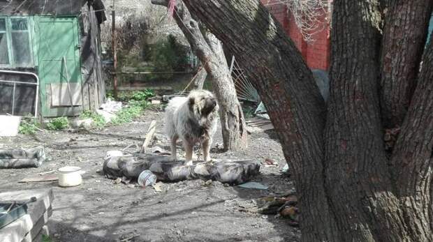 В Воронеже зоозащитники спасли кавказскую овчарку от усыпления и нашли ей новый дом
