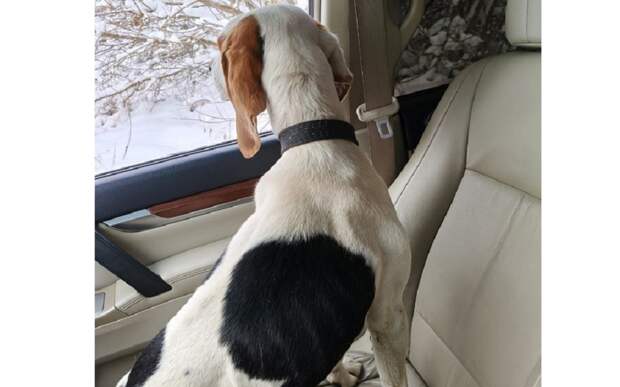 В рязанском лесу нашли охотничью собаку