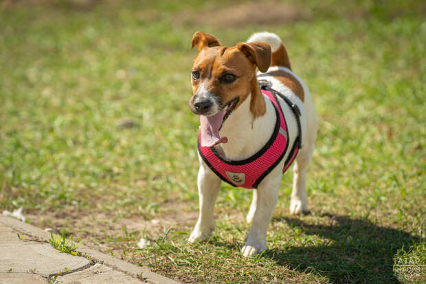 Кинолог объяснил, почему собаки портят вещи и как это остановить