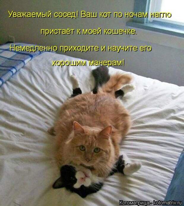 Лучшие котоматрицы недели (50 фото)