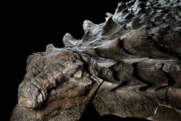 Поверхностьтела динозавра очень хорошо сохранилась. /Фото:nationalgeographic.com 