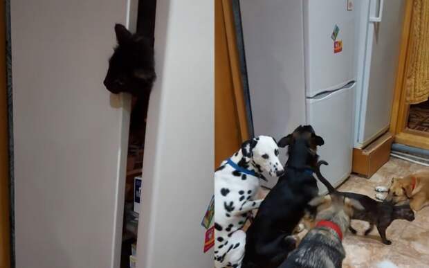 Кот забрался в холодильник, чтобы обеспечить хвостатых братьев вкусняшками