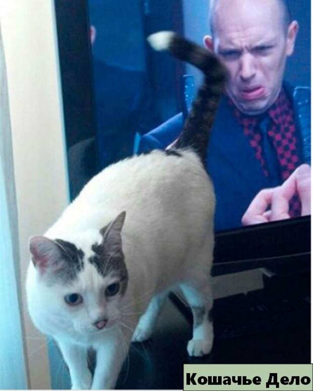 12 уморительных котиков, которых сфотографировали в нужный момент