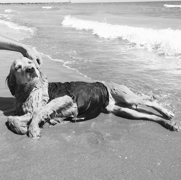 https://static.boredpanda.com/blog/wp-content/uploads/2018/07/iconic-madonna-scenes-dog-recreation-maxdonna-vincent-flouret-5b5ae48dc0fc0__700.jpg