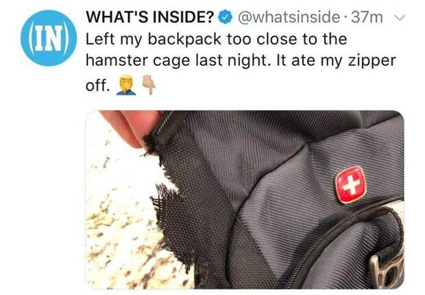 смешные животные, животные придурки, животные засранцы, смешные фото животных