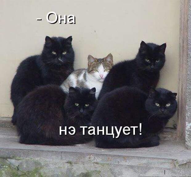 Подражая котоматрице котоматрица, коты, юмор