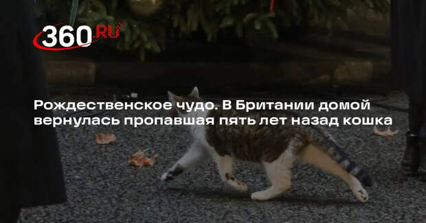 В Британии домой вернулась пропавшая пять лет назад кошка