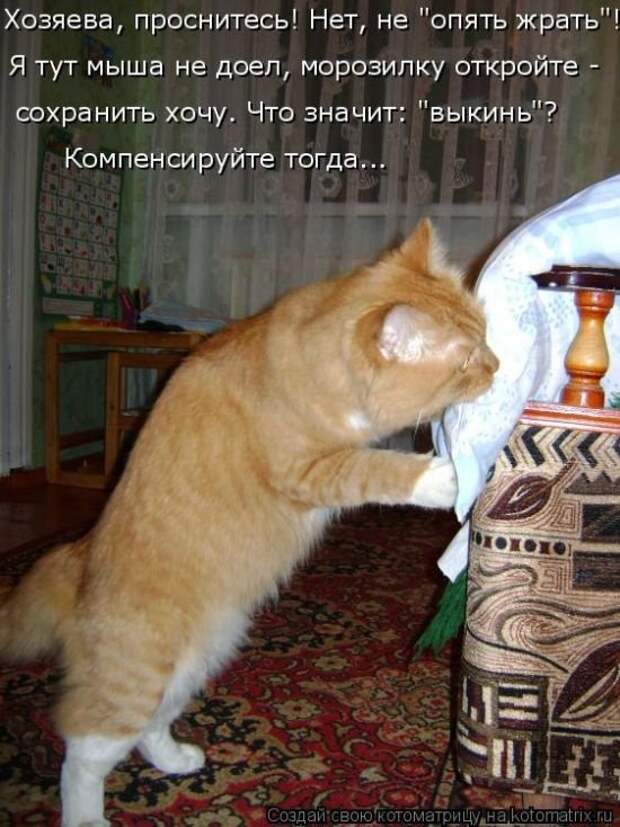 Лучшие котоматрицы недели Лучшие котоматрицы недели