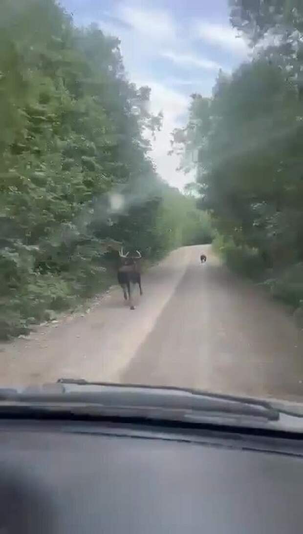 Непонятно, кто кого гонит