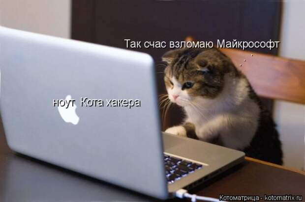 Лучшие котоматрицы недели (50 фото)