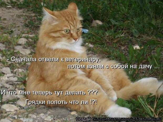 Лучшие котоматрицы недели (50 фото) Лучшие котоматрицы недели (50 фото)