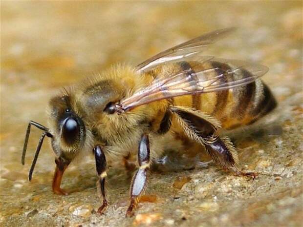 Пчела: интересные факты о пчелах. Дикие и домашние пчелы