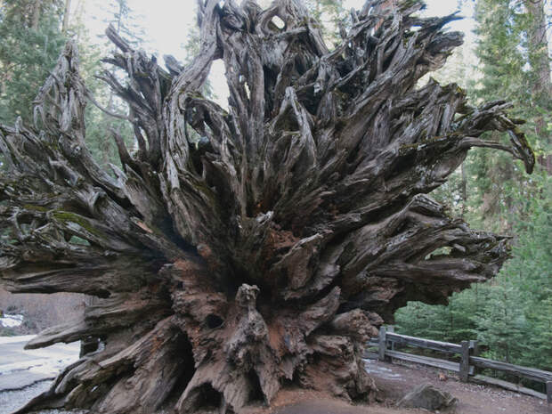 Генералы среди деревьев: 10 удивительных фактов о гигантских секвойях