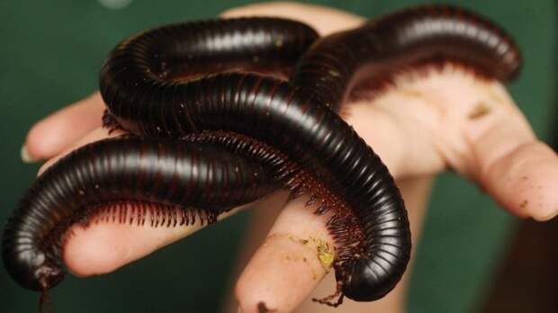 Сколопендра - повелительница страха