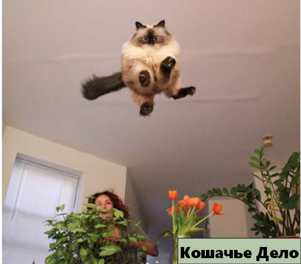 12 уморительных котиков, которых сфотографировали в нужный момент