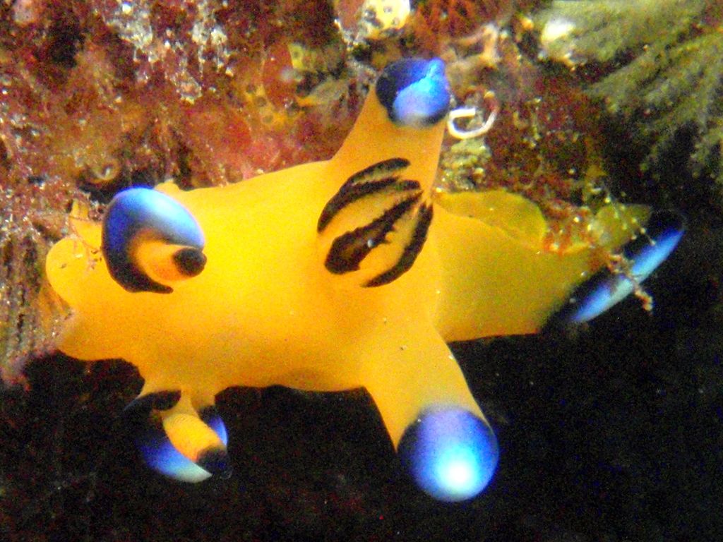 Забавный моллюск Thecacera Pacifica