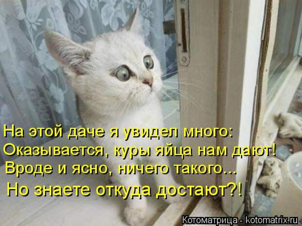 Котоматрица: На этой даче я увидел много: Оказывается, куры яйца нам дают! Вроде и ясно, ничего такого... Но знаете откуда достают?!