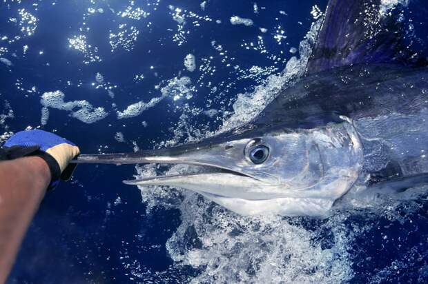 Fishing Team Wins $4.536 Million For A Single Fish In 2022 White Marlin Open And Crushes World Record