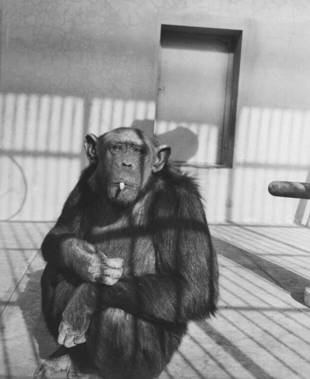 Курящий шимпанзе по кличке Мимо. Рим. Королевство Италия. 1920-е годы. история, ретро, фото