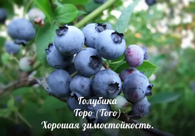 Лучшие сорта голубики, клюквы и брусники для северо-запада - Дачный участок- 9 января - 43893223789 - Медиаплатформа МирТесен