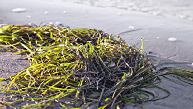 Морская трава. Архивное фото